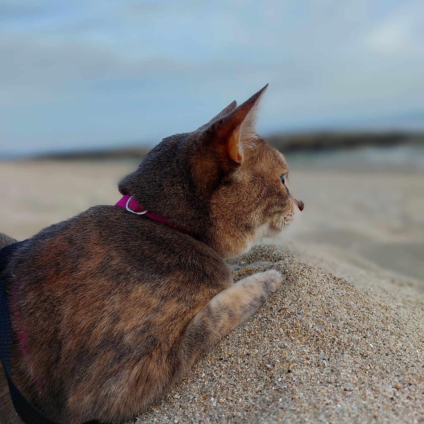 Moumi participe au concours pour gagner de l'argent avec cette photo : abyssinian, accessories, animal, cat, collar, gravel, hardwood, harness, kitten, leash, manx, nature, outdoors, pet, road, sand, siamese, strap, wood