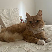 Pablo is registered to the contest to win money with this photo: cat, ginger_cat, white_paws, fluffy, pet, indoor, bed, blanket, resting, feline, fur, cute, domestic_animal, relaxed, animal, cozy, soft_light, collar, whiskers, home