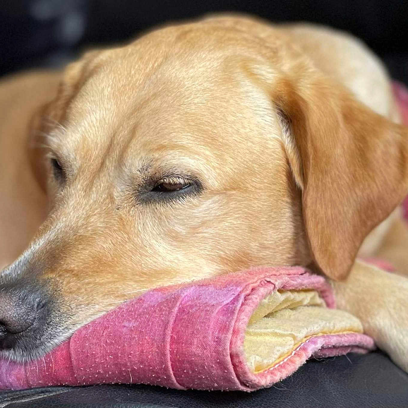Cannelle a rejoint le concours — aidez-le/la à gagner de superbes lots ! animal, blanket, canine, close_up, comfort, cozy, cute, dog, domestic_animal, fur, golden_retriever, indoors, nap, nose, paw, pet, relaxation, resting, sleeping, soft_texture