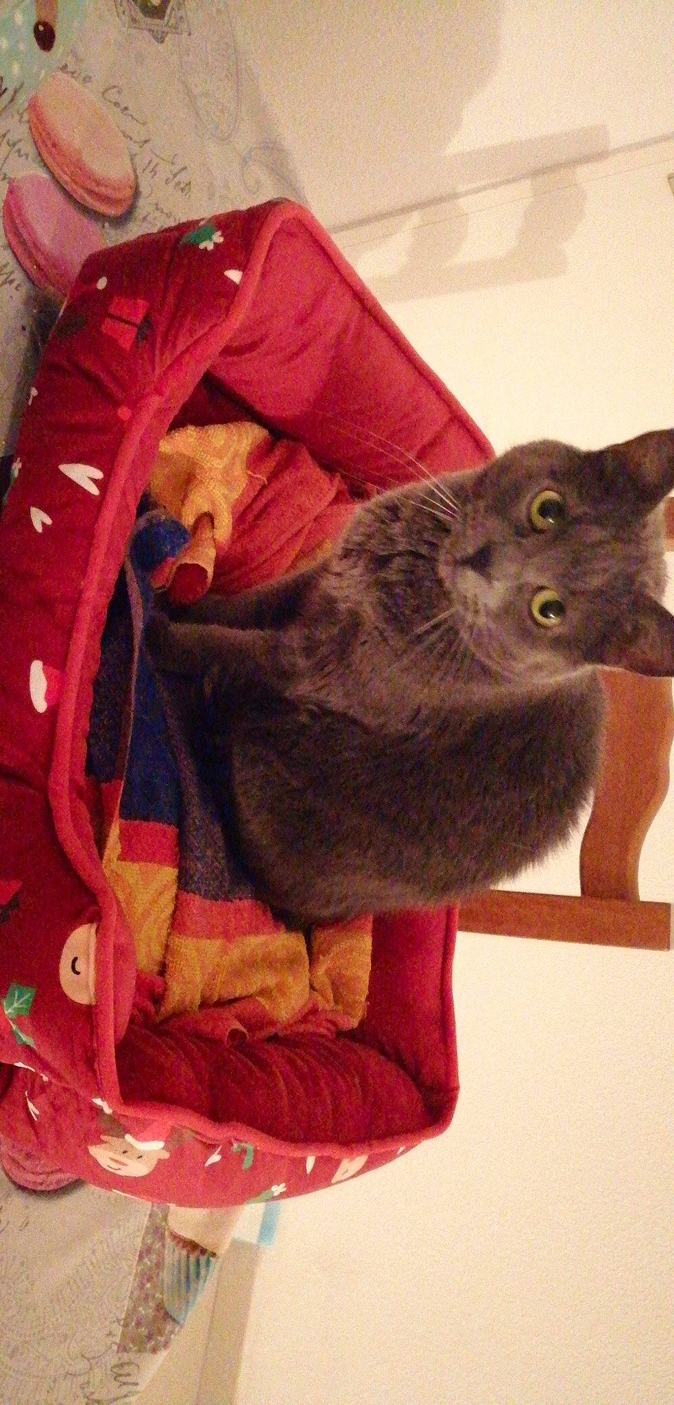 Mina a rejoint le concours — aidez-le/la à gagner de superbes lots ! bag, black_cat, carnivore, cat, claw, comfort, domestic_short_haired_cat, fawn, felidae, fur, linens, luggage_and_bags, magenta, mammal, russian_blue, small_to_medium_sized_cats, tail, whiskers