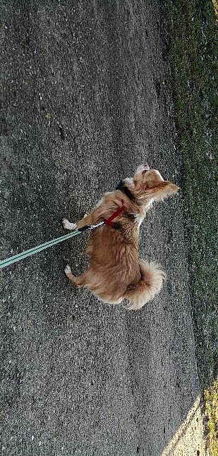 Bobby participe au concours pour gagner de l'argent avec cette photo : asphalt, canidae, carnivore, collar, companion_dog, dog, dog_breed, dog_collar, dog_supply, fashion_accessory, fawn, leash, paw, pet_supply, road_surface, sidewalk, snout, sporting_group, tail, wood