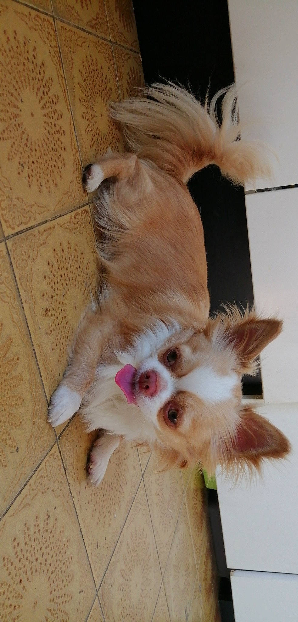 Bobby participe au concours pour gagner de l'argent avec cette photo : canidae, carnivore, companion_dog, dog, dog_breed, ear, fawn, felidae, flooring, fur, hardwood, iris, liver, paw, small_to_medium_sized_cats, snout, sporting_group, tail, toy_dog, whiskers