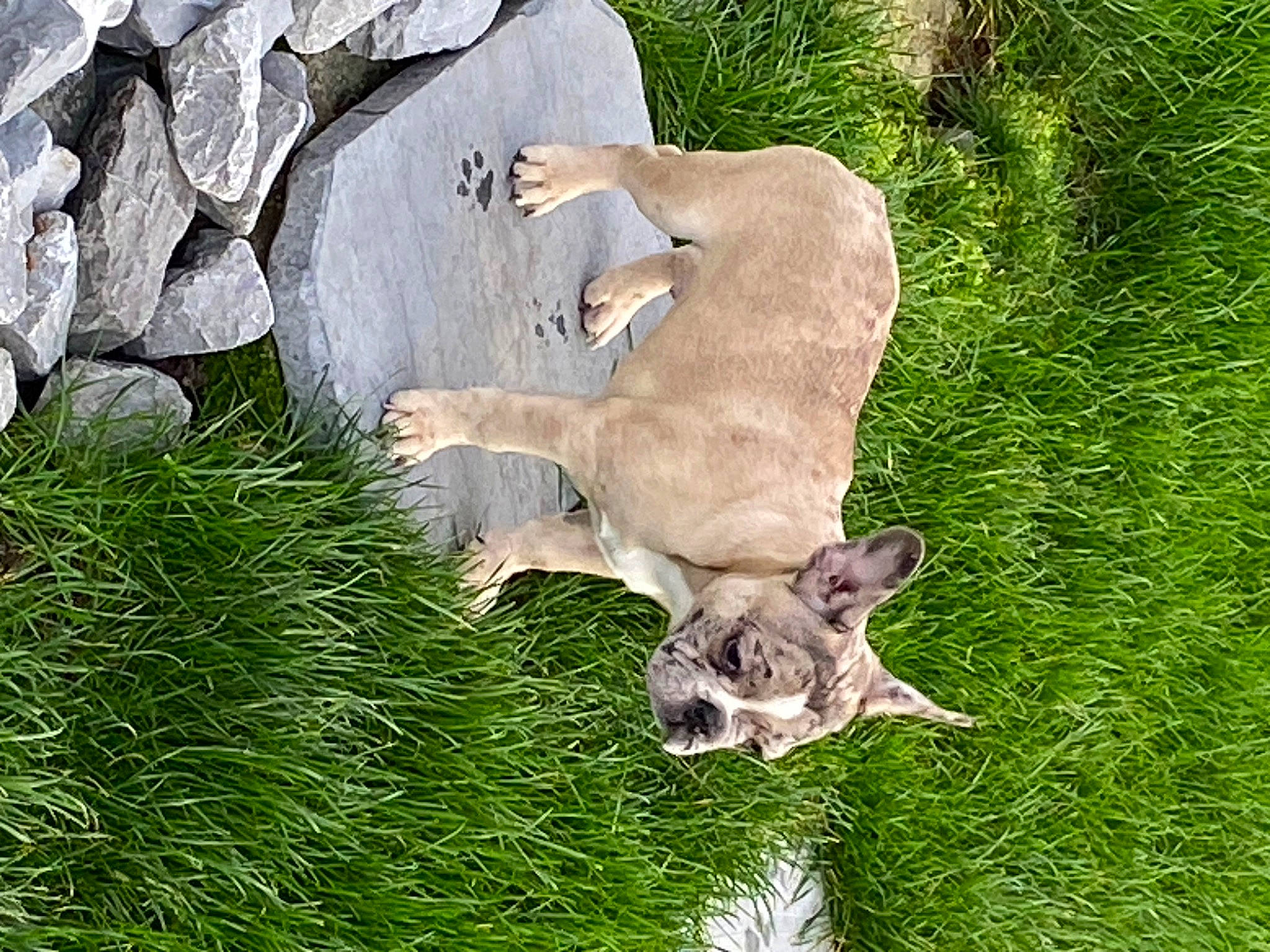 Trump a rejoint le concours — aidez-le/la à gagner de superbes lots ! bedrock, big_cats, canidae, carnivore, dog_breed, fawn, felidae, fur, grass, grassland, groundcover, hyena, plant, small_to_medium_sized_cats, snout, sporting_group, spotted_hyena, tail, terrestrial_animal, wildlife