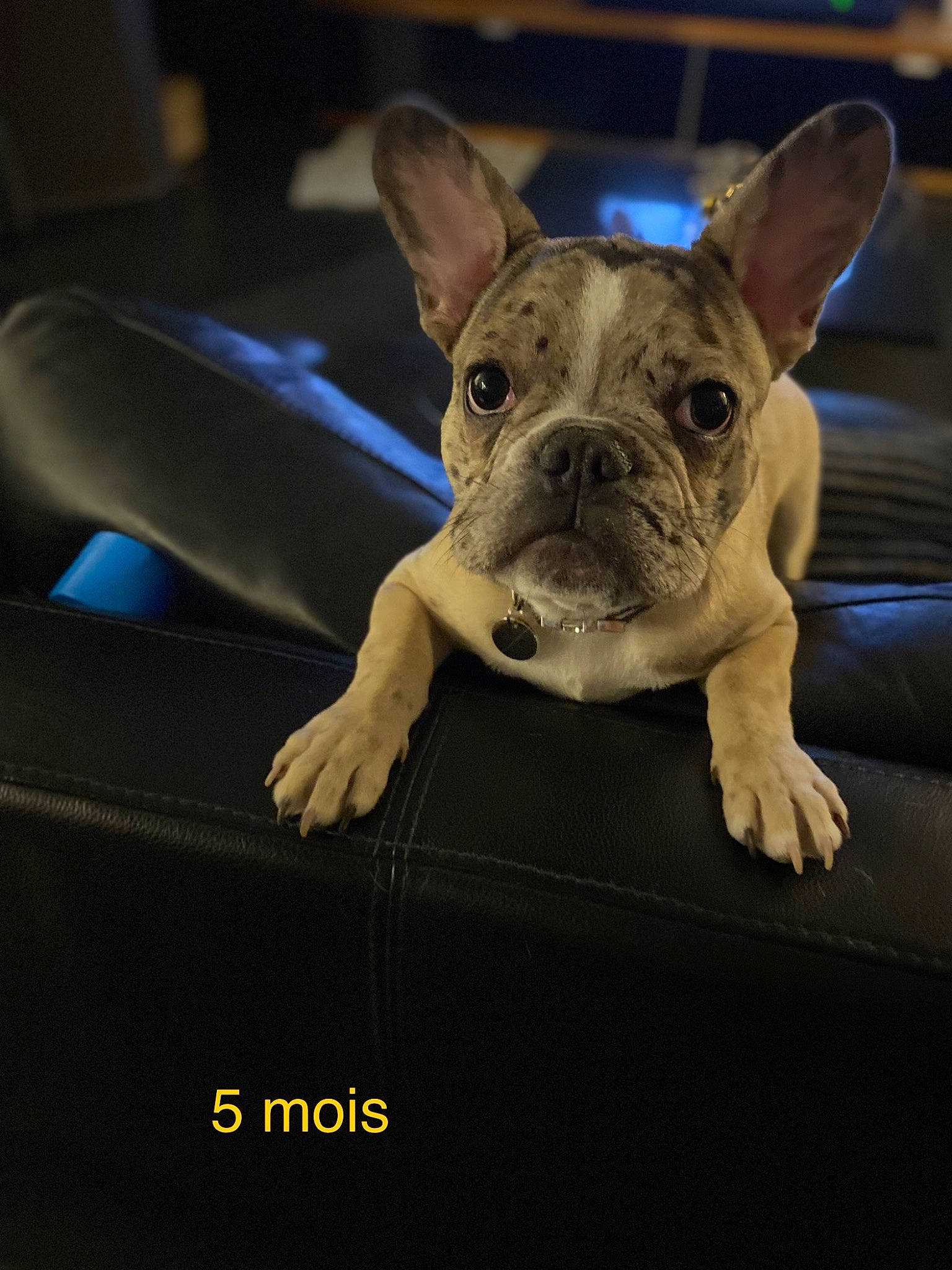 Trump a rejoint le concours — aidez-le/la à gagner de superbes lots ! bulldog, canidae, carnivore, comfort, companion_dog, dessert, dog, dog_breed, ear, electric_blue, fawn, head, non_sporting_group, snout, sporting_group, terrestrial_animal, toy_dog, whiskers, working_animal, wrinkle