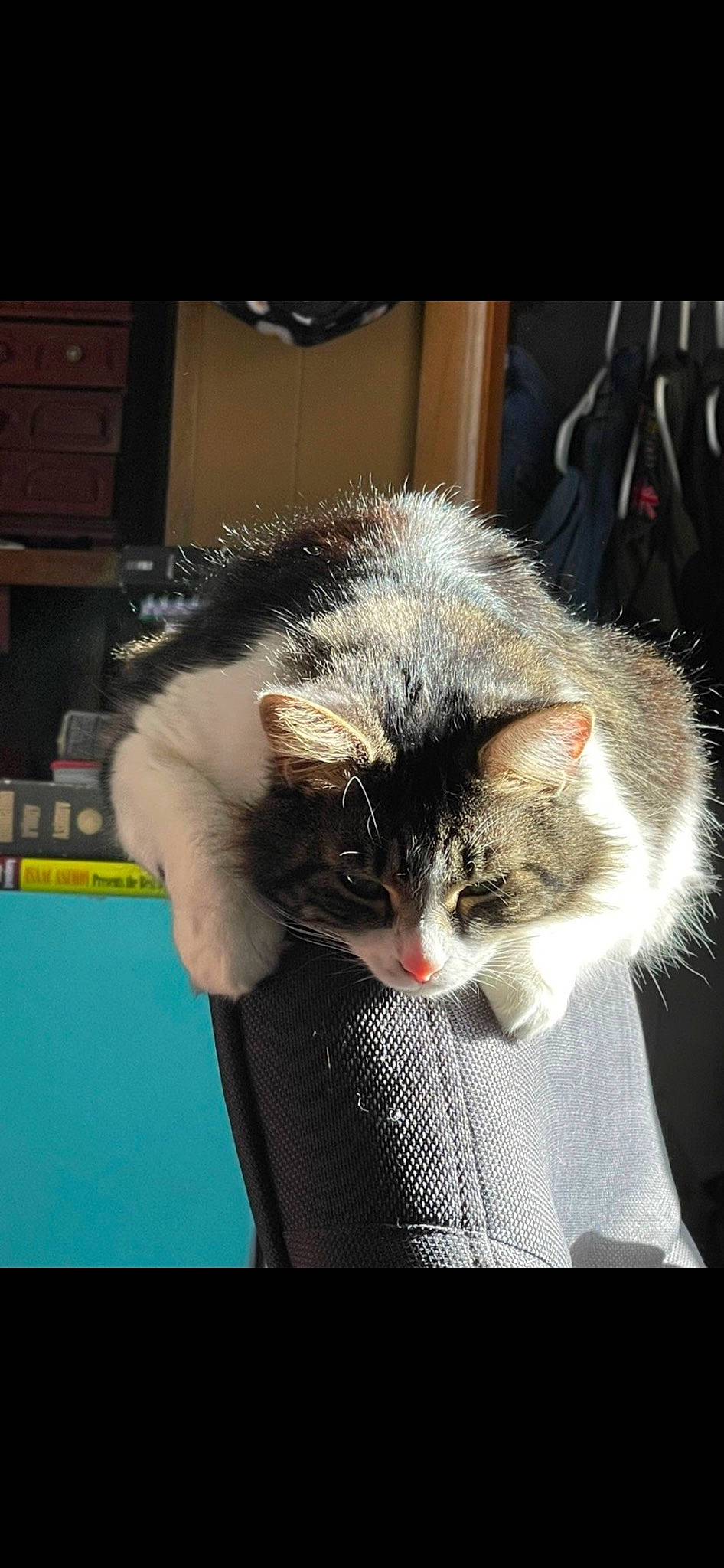 Bell joined the competition — help win amazing prizes! carnivore, cat, claw, domestic_short_haired_cat, felidae, fur, paw, photo_caption, small_to_medium_sized_cats, snout, tail, whiskers, window