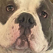 Webae joined the competition — help win amazing prizes! bulldog, canidae, carnivore, close_up, comfort, companion_dog, dog, dog_breed, fawn, jaw, molosser, non_sporting_group, snout, sporting_group, symmetry, terrestrial_animal, whiskers, white_english_bulldog, working_animal, wrinkle