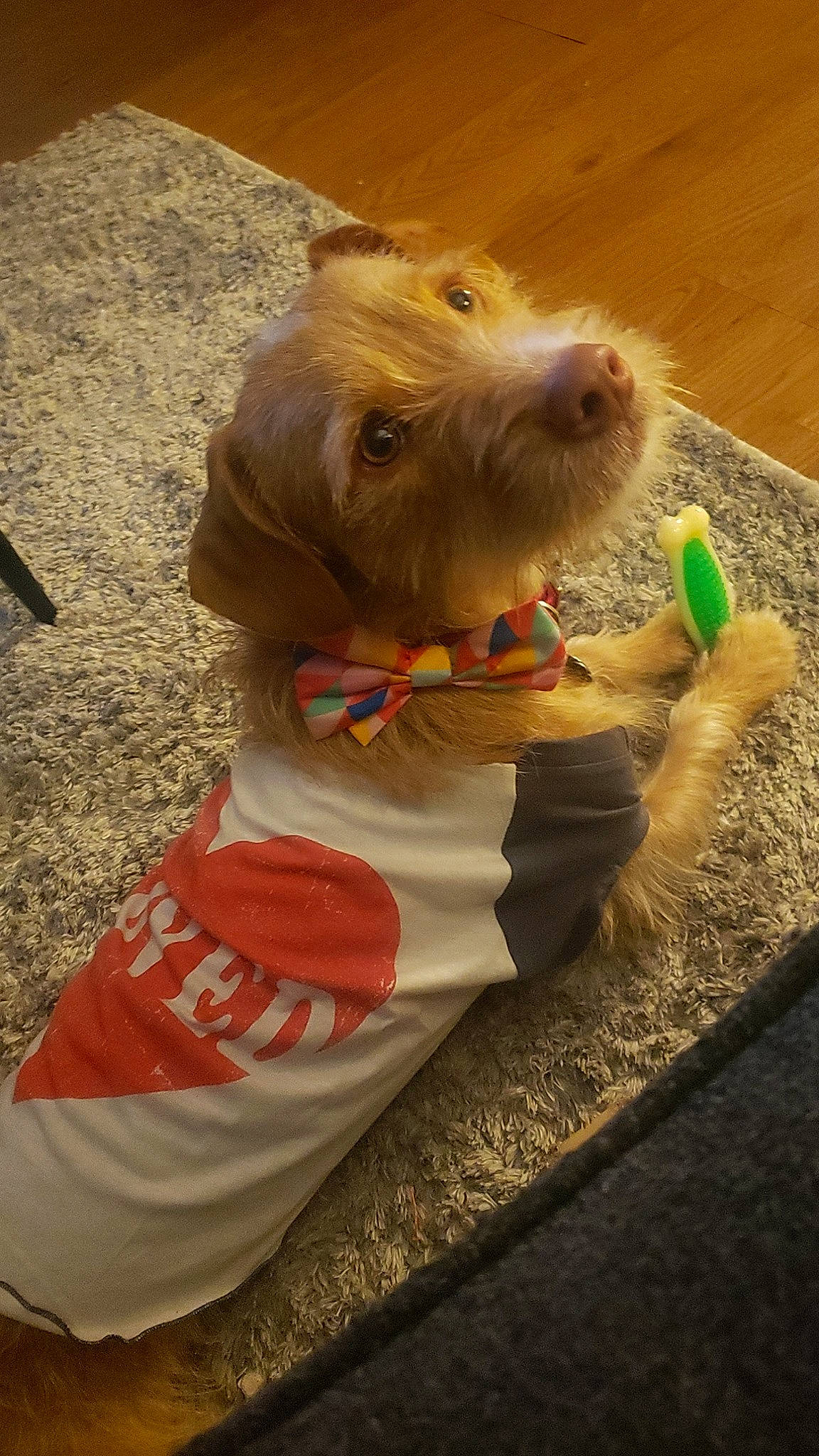 Briggs joined the competition — help win amazing prizes! canidae, carnivore, collar, companion_dog, dog, dog_breed, dog_clothes, dog_collar, dog_supply, liver, non_sporting_group, pet_supply, puppy, snout, sporting_group, stuffed_toy, toy, toy_dog, vertebrate, working_animal