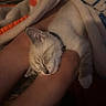Chandler joined the competition — help win amazing prizes! cat, kitten, sleeping, sleepy, indoors, blanket, bedding, cozy, cuddling, arms, person, pet, feline, fur, whiskers, closed_eyes, resting, home, warm, portrait