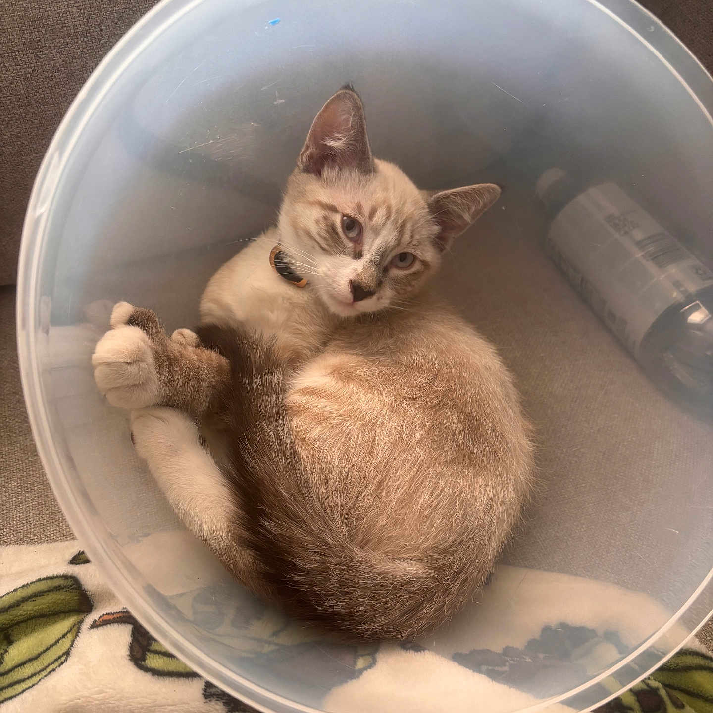 Chandler joined the competition — help win amazing prizes! cat, kitten, animal, pet, cone, e_collar, plastic, indoors, blanket, couch, lying_down, sitting, blue_eyes, fluffy, cream_fur, brown_points, collar, portrait, closeup, funny