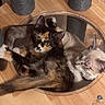 cats, three_cats, tortoiseshell_cat, tabby_cat, gray_cat, animals, pets, feline, cat_tree, scratching_post, glass_table, wooden_surface, indoor, cozy, sleeping, sitting, close_up, fur, collar, home_decor