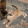 cats, cat, pets, animals, feline, indoor, carpet, rug, lying_down, standing, cream_cat, black_cat, brown_cat, collar, tail, whiskers, eyes, home, floor, portrait
