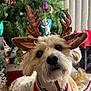 dog, reindeer_antlers, christmas_tree, holiday, decorations, red_sweater, pet, cute, fur, indoor, festive, tile_floor, collar, christmas_ornaments, holiday_decor, looking_up, brown_fur, ears, christmas, seasonal