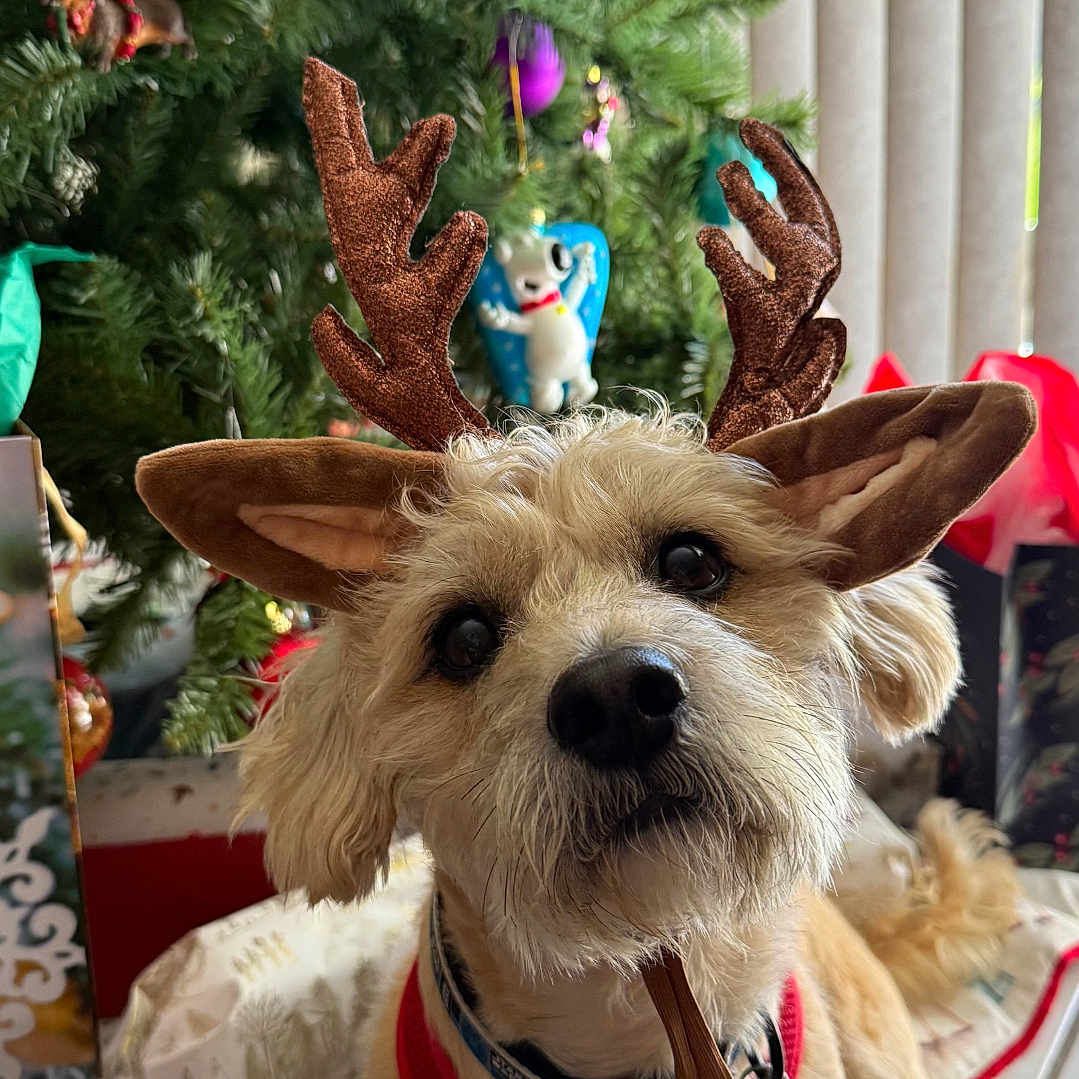 Chewbacca Portz joined the competition — help win amazing prizes! brown_fur, christmas, christmas_ornaments, christmas_tree, collar, cute, decorations, dog, ears, festive, fur, holiday, holiday_decor, indoor, looking_up, pet, red_sweater, reindeer_antlers, seasonal, tile_floor
