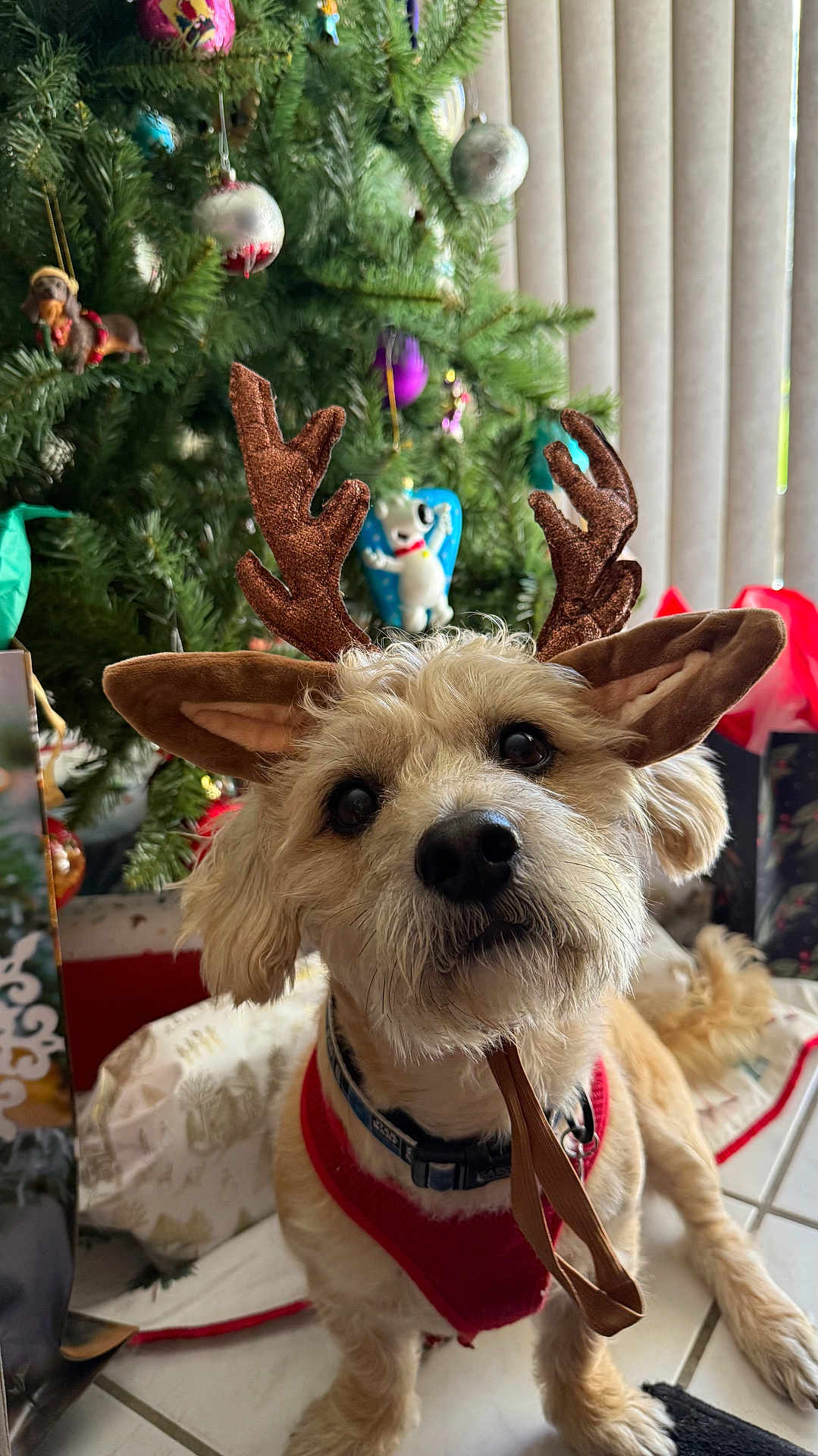 Chewbacca Portz joined the competition — help win amazing prizes! dog, reindeer_antlers, christmas_tree, holiday, decorations, red_sweater, pet, cute, fur, indoor, festive, tile_floor, collar, christmas_ornaments, holiday_decor, looking_up, brown_fur, ears, christmas, seasonal