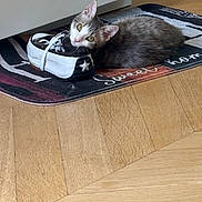 Muse participe au concours pour gagner de l'argent avec cette photo : animal, cat, cozy, curious, domestic, ears, eyes, flooring, gray_cat, indoor, mat, nose, paw, pet, quiet, resting, sneaker, still_life, white_markings, wooden_floor
