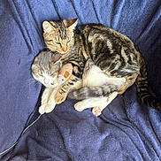 Maat a rejoint le concours — aidez-le/la à gagner de superbes lots ! cat, tabby_cat, grey_cat, toy_mouse, blanket, snuggling, pets, fur, whiskers, paw, tail, sleepy, cozy, indoor, domestic_animal, animal, cute, resting, companionship, soft