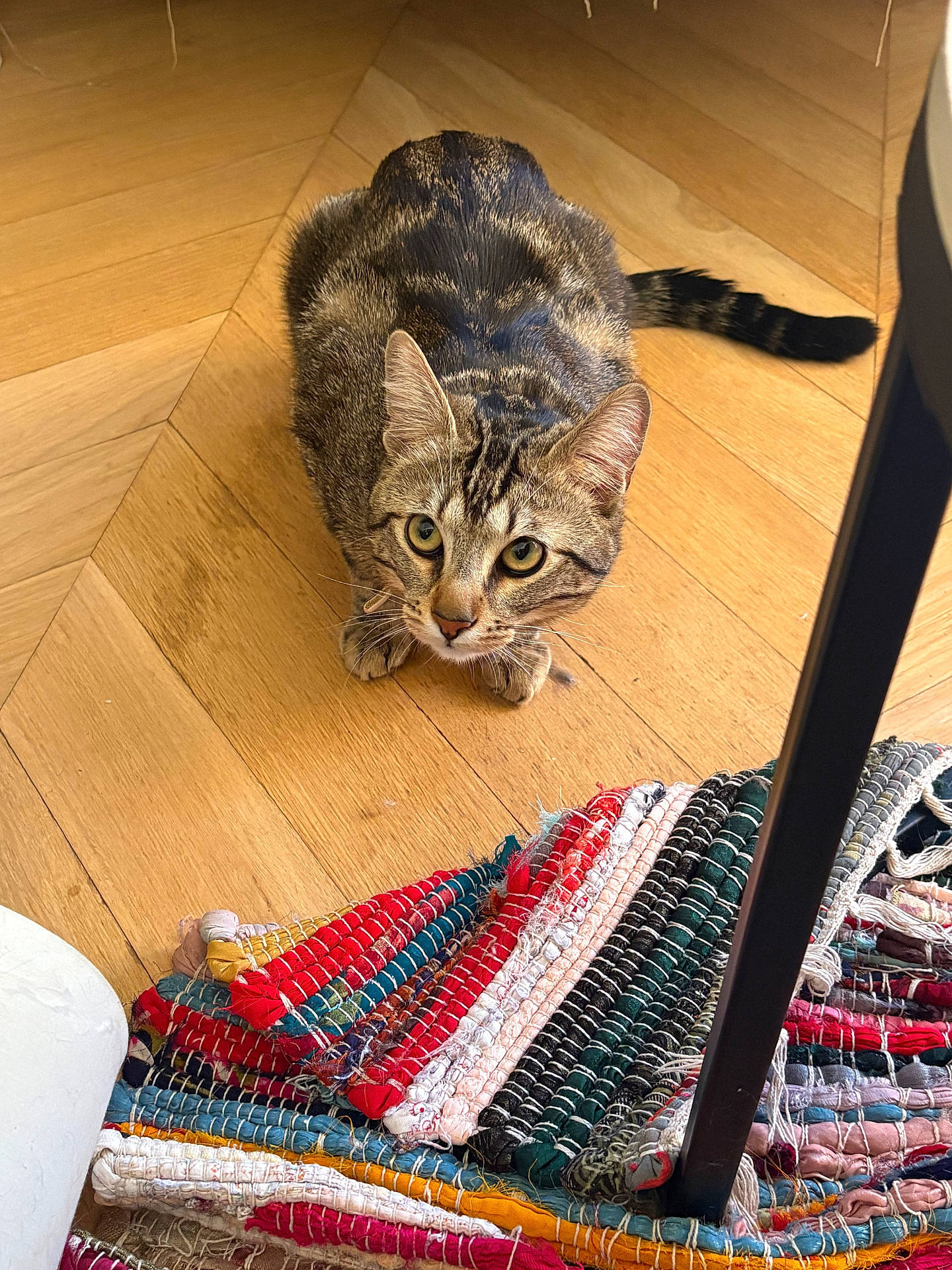 alert, animal, cat, chair_leg, colorful_rug, curious, domestic_cat, ears, feline, flooring, household, indoor, pet, rug, striped_rug, tabby_cat, tail, texture, whiskers, wooden_floor