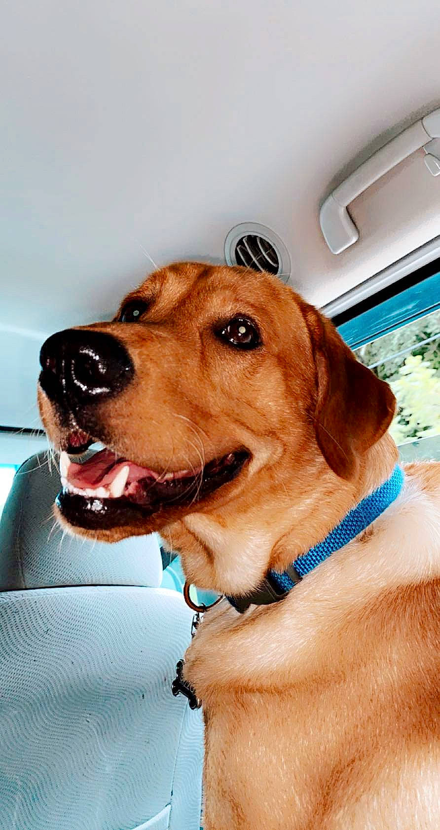 Rizzo is registered to the contest to win money with this photo: canidae, carnivore, collar, companion_dog, dog, dog_breed, dog_collar, dog_supply, eyewear, fawn, fur, liver, personal_protective_equipment, pet_supply, retriever, snout, sporting_group, sunglasses, whiskers, working_animal