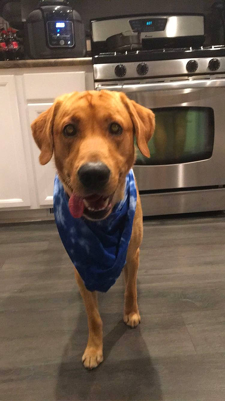 Rizzo joined the competition — help win amazing prizes! cabinetry, carnivore, companion_dog, dog, dog_breed, dog_supply, fawn, flooring, hardwood, home_appliance, hound, kitchen_appliance, liver, major_appliance, pet_supply, snout, sporting_group, stove, whiskers, working_animal