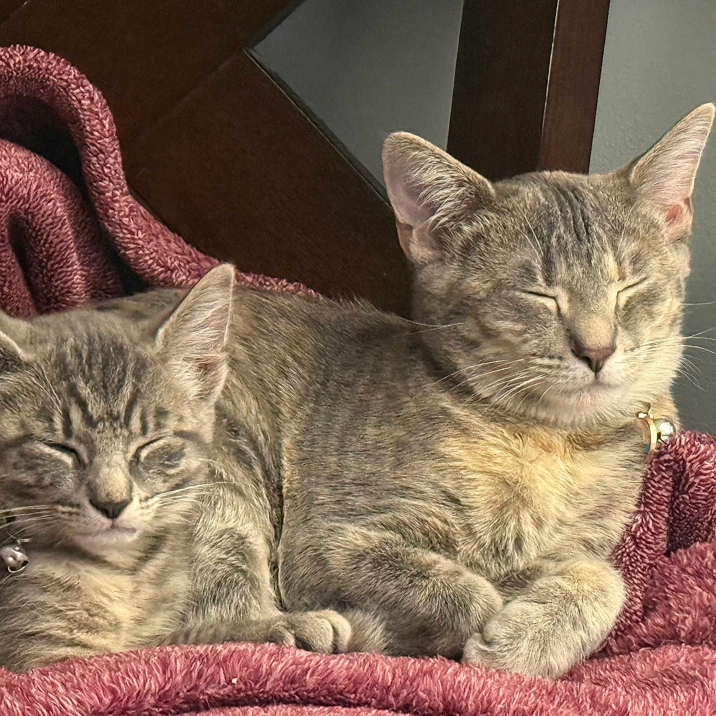 Lyric And Bella joined the competition — help win amazing prizes! animal, blanket, cat, chair, cozy, cute, domestic_animal, feline, fur, indoor, mammal, peaceful, pet, relaxation, resting, sleeping, soft_texture, tabby_cat, two_cats, whiskers