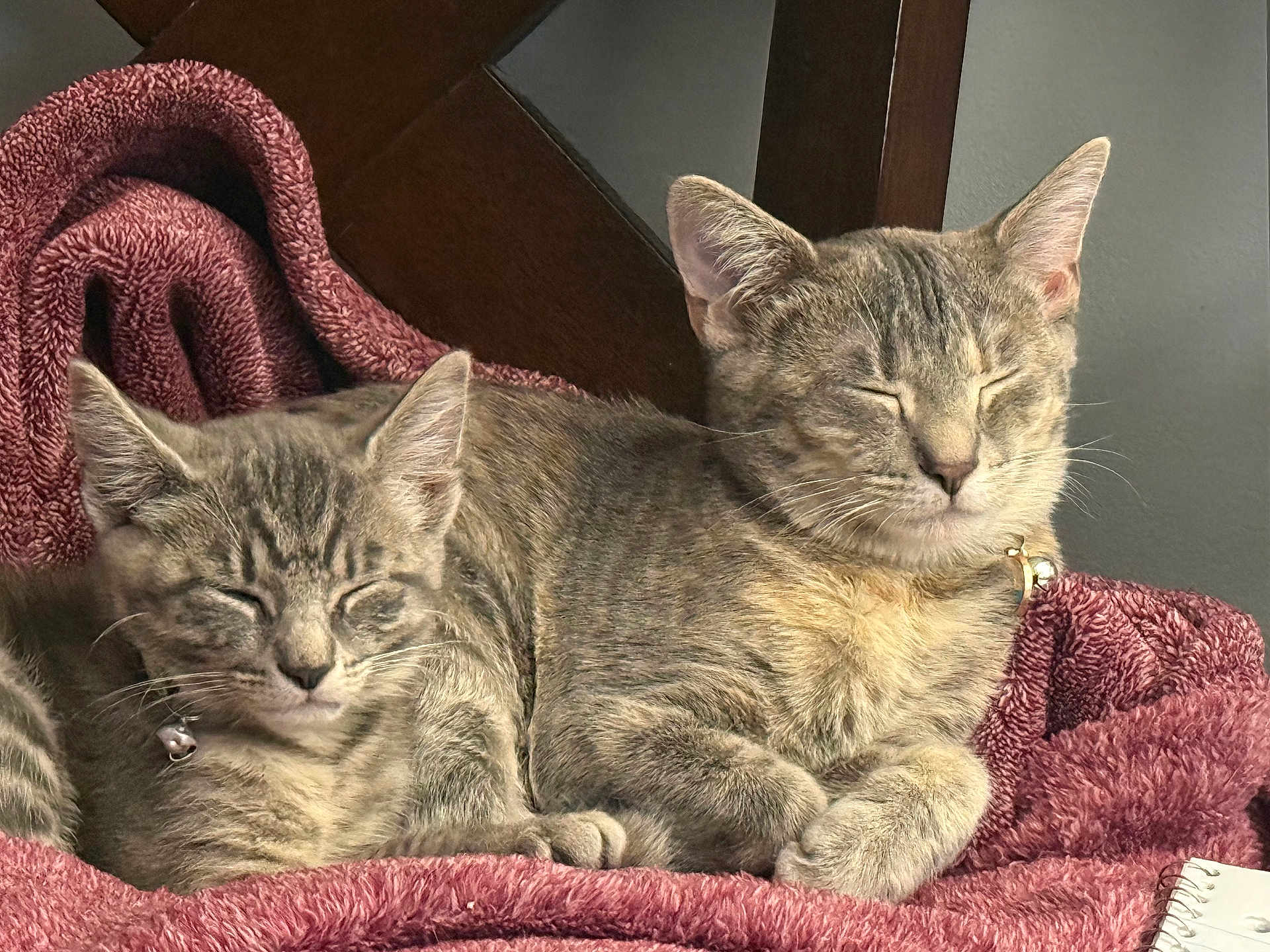 Lyric And Bella joined the competition — help win amazing prizes! cat, tabby_cat, sleeping, cozy, blanket, chair, feline, pet, domestic_animal, fur, whiskers, relaxation, indoor, resting, cute, animal, mammal, two_cats, soft_texture, peaceful
