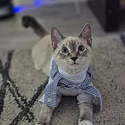 Kaïro a rejoint le concours — aidez-le/la à gagner de superbes lots ! cat, pet, animal, indoor, carpet, clothing, shirt, tie, white, gray, striped, cute, looking, lying_down, wide_eyes, fur, domestic_cat, floor, portrait, whiskers