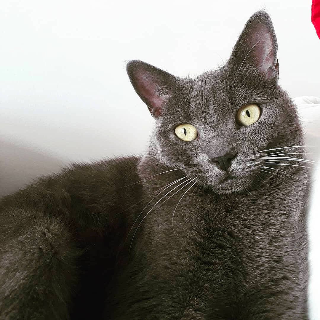 Orage a rejoint le concours — aidez-le/la à gagner de superbes lots ! carnivore, cat, domestic_short_haired_cat, felidae, fur, grey, russian_blue, small_to_medium_sized_cats, snout, terrestrial_animal, whiskers