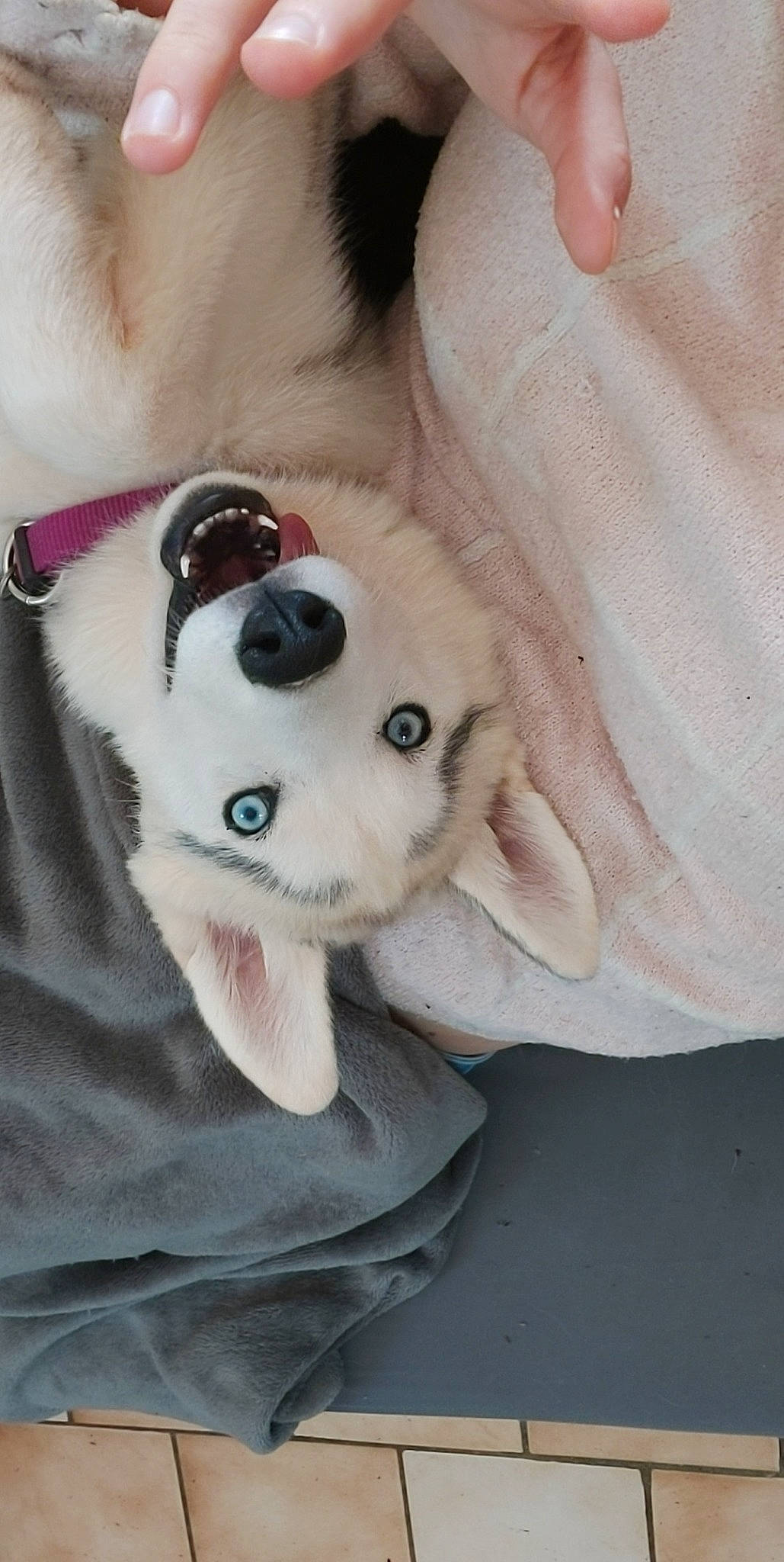 Raïka a rejoint le concours — aidez-le/la à gagner de superbes lots ! canidae, carnivore, companion_dog, dog, dog_breed, ear, nose, puppy, rare_breed_dog