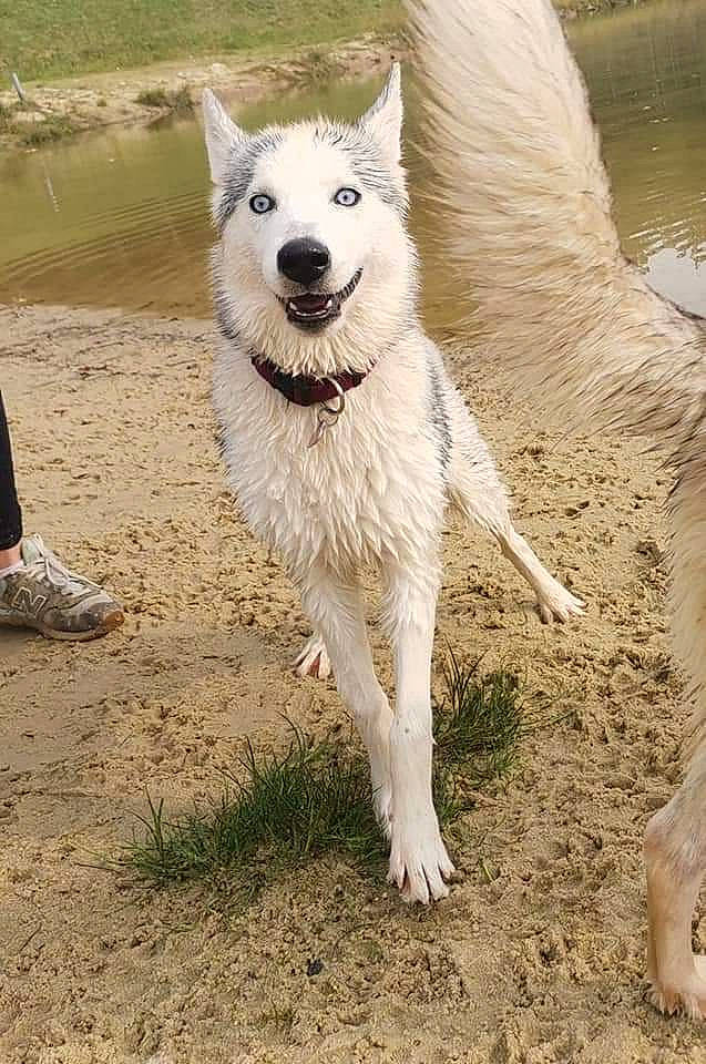 Raïka participe au concours pour gagner de l'argent avec cette photo : berger_blanc_suisse, canaan_dog, canidae, carnivore, dog, dog_breed, east_siberian_laika, greenland_dog, kintamani, kishu, korean_jindo_dog, mammal, northern_inuit_dog, norwegian_buhund, pungsan_dog, rare_breed_dog, seppala_siberian_sleddog, tamaskan_dog, vertebrate, white_shepherd