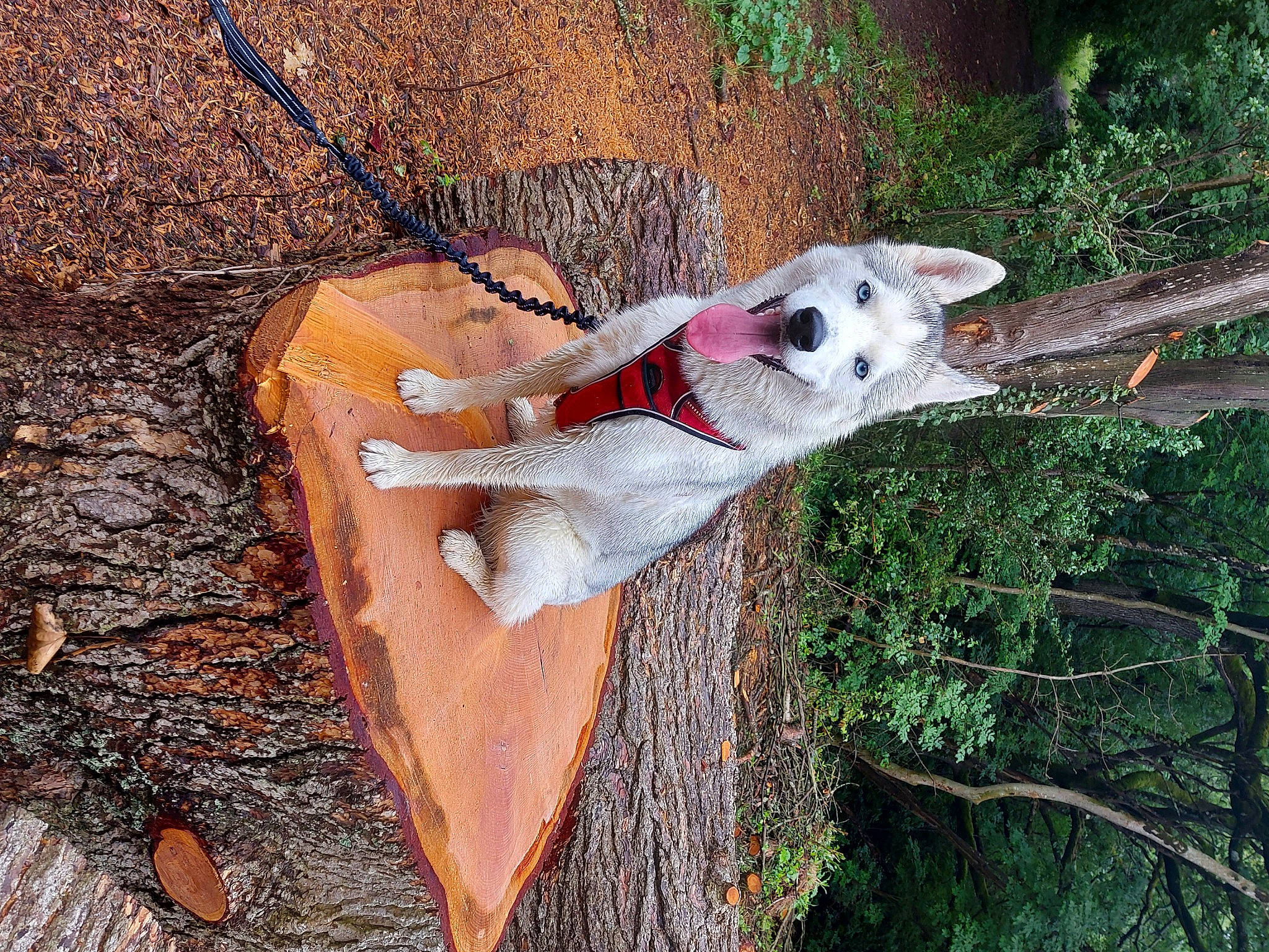Raïka participe au concours pour gagner de l'argent avec cette photo : adaptation, art, branch, carnivore, collar, companion_dog, dog, dog_breed, fawn, fur, grass, organism, plant, tail, tree, trunk, twig, vertebrate, wood, woody_plant