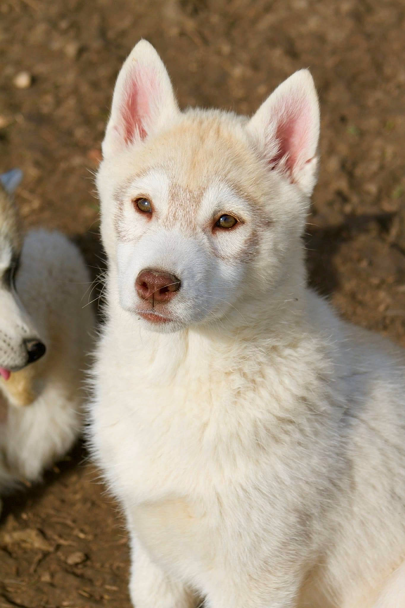 Utopia a rejoint le concours — aidez-le/la à gagner de superbes lots ! ancient_dog_breeds, canidae, carnivore, companion_dog, dog, dog_breed, eye, fawn, fox, fur, paw, snout, swift_fox, tail, terrestrial_animal, whiskers, wildlife, working_animal
