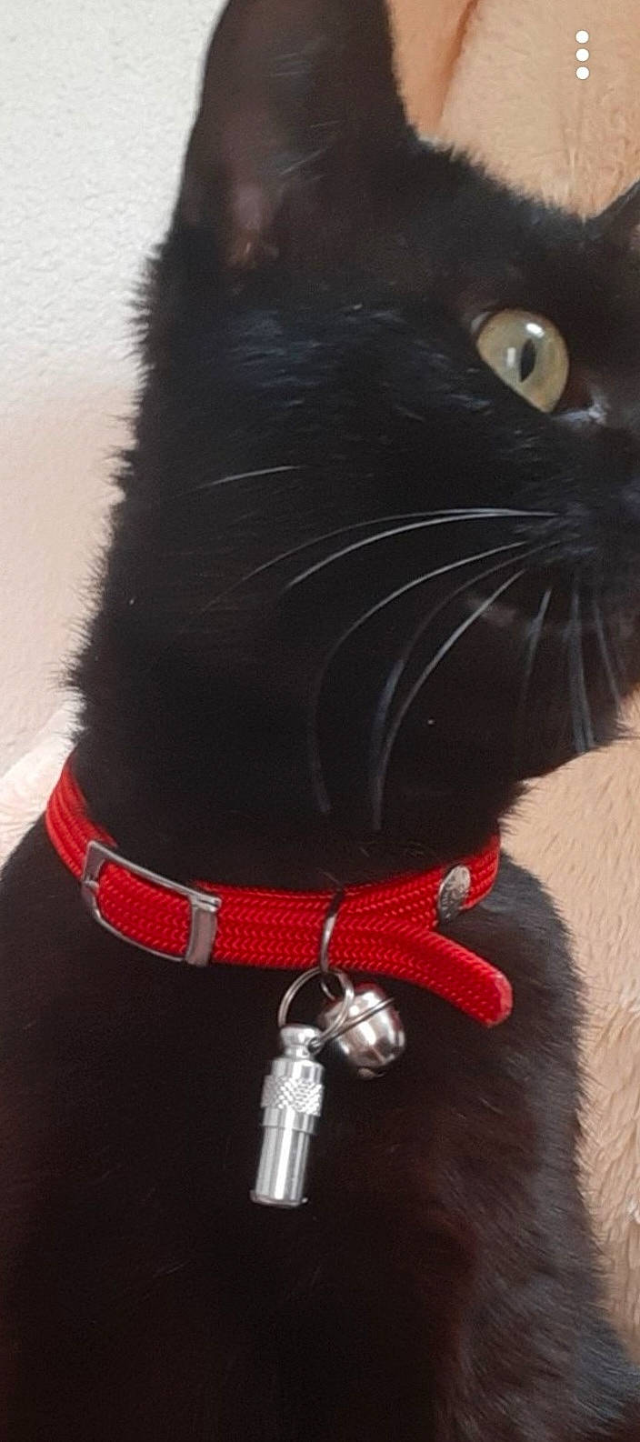 Pop Corn participe au concours pour gagner de l'argent avec cette photo : black_cat, carnivore, cat, collar, dog_collar, fashion_accessory, felidae, fur, leash, neck, small_to_medium_sized_cats, snout, tail, whiskers
