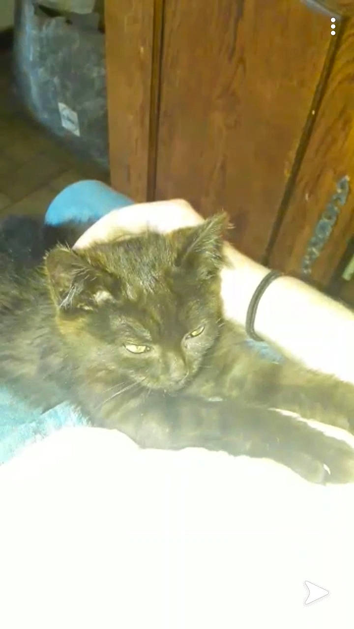 Pop Corn participe au concours pour gagner de l'argent avec cette photo : asian, carnivore, cat, domestic_long_haired_cat, domestic_short_haired_cat, ear, european_shorthair, eye, fawn, felidae, fur, kitten, mammal, nebelung, norwegian_forest_cat, persian, small_to_medium_sized_cats, snout, tail, whiskers