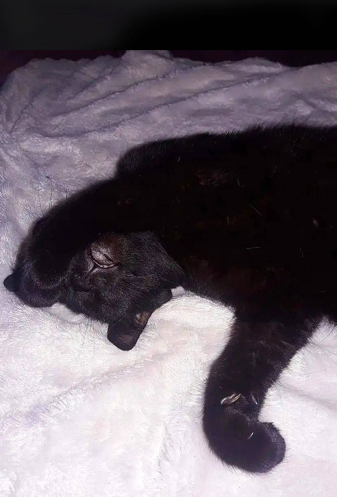 Pop Corn participe au concours pour gagner de l'argent avec cette photo : black, black_cat, canidae, carnivore, cat, felidae, fur, small_to_medium_sized_cats, snout, sporting_group, tail