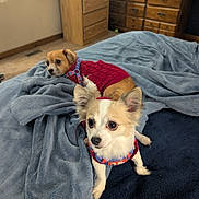 Sophia And Athena joined the competition — help win amazing prizes! alert, animal, bed, blanket, carpet, companion, cozy, curtains, cute, dog, furniture, indoor, pet, red_sweater, resting, room, small_dog, soft, window, wooden_drawer