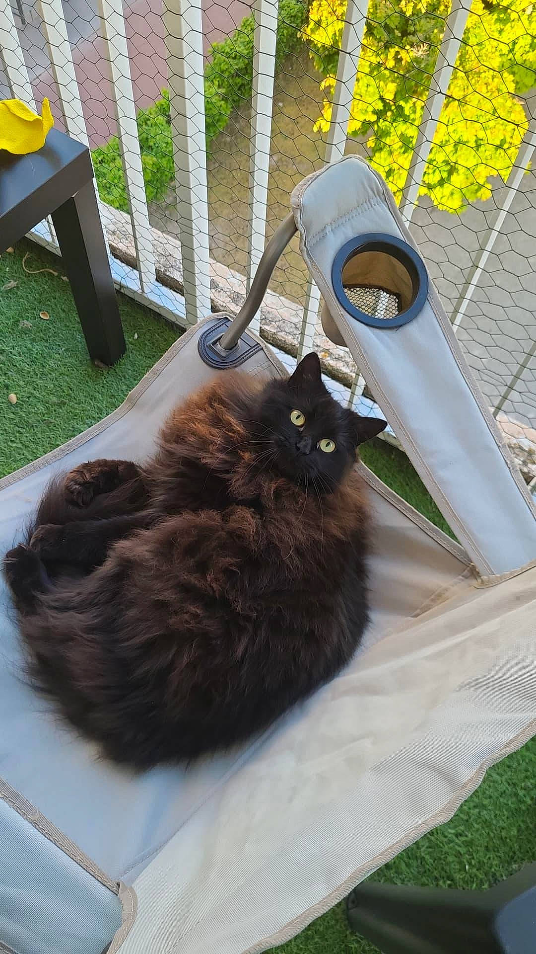 Moumoute a rejoint le concours — aidez-le/la à gagner de superbes lots ! bag, baggage, black_cat, canidae, carnivore, cat, cat_supply, chair, comfort, domestic_short_haired_cat, felidae, fur, grass, luggage_and_bags, pet_supply, small_to_medium_sized_cats, table, tail, terrestrial_animal, whiskers