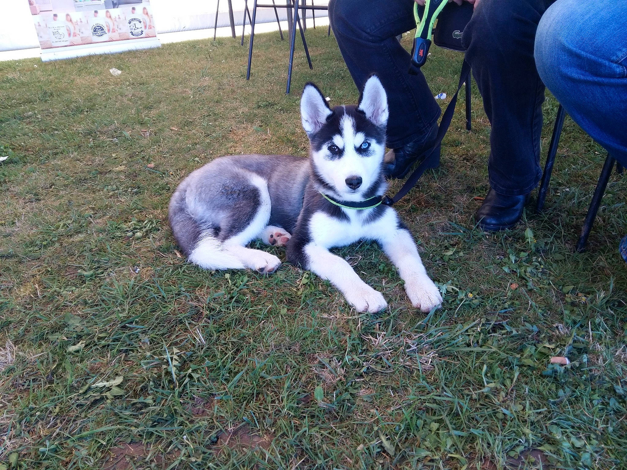 Mystik participe au concours pour gagner de l'argent avec cette photo : alaskan_klee_kai, alaskan_malamute, canidae, carnivore, dog, dog_breed, east_siberian_laika, jamthund, mammal, miniature_siberian_husky, native_american_indian_dog, northern_inuit_dog, rare_breed_dog, sakhalin_husky, seppala_siberian_sleddog, siberian_husky, sled_dog, tamaskan_dog, vertebrate, wolfdog