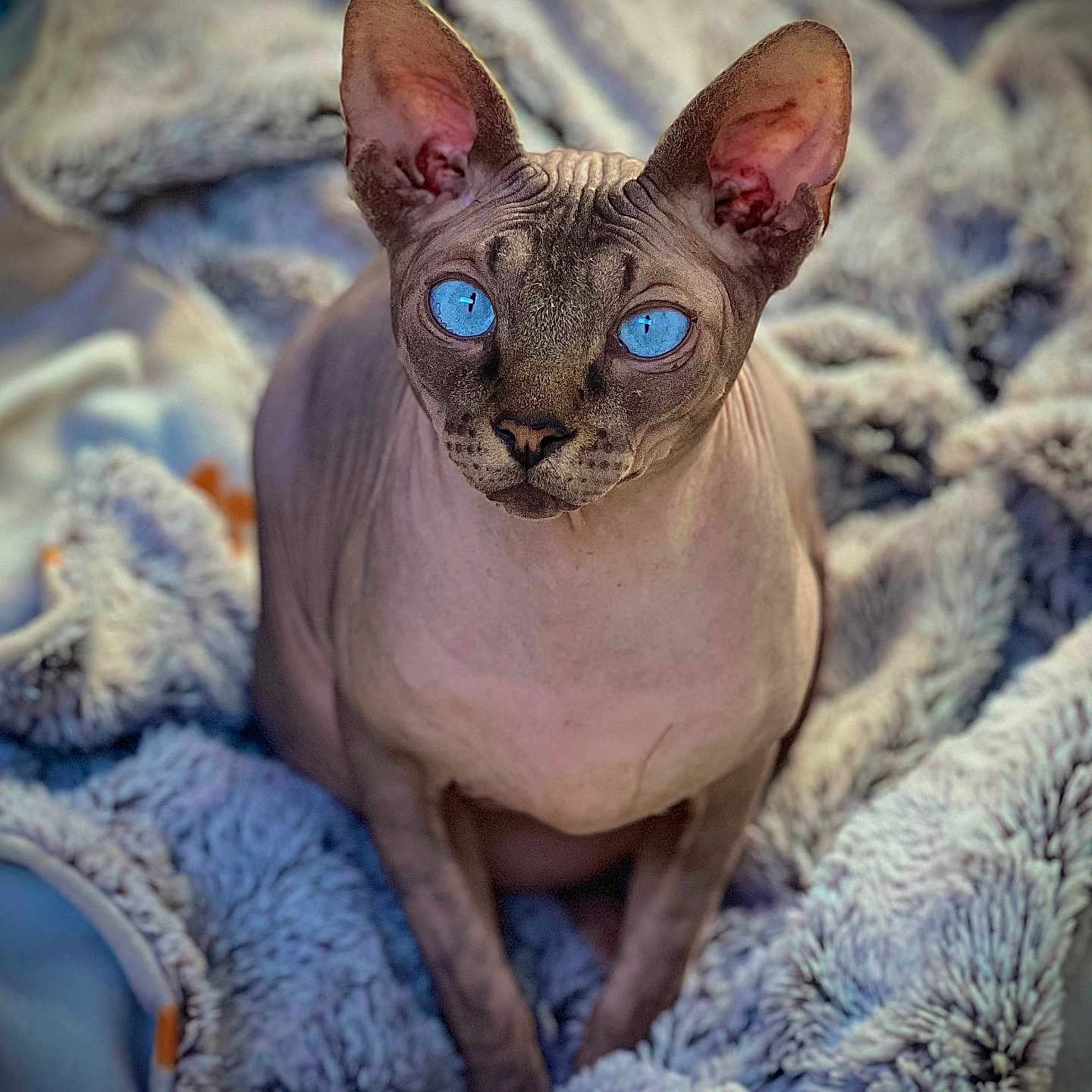 Sharly