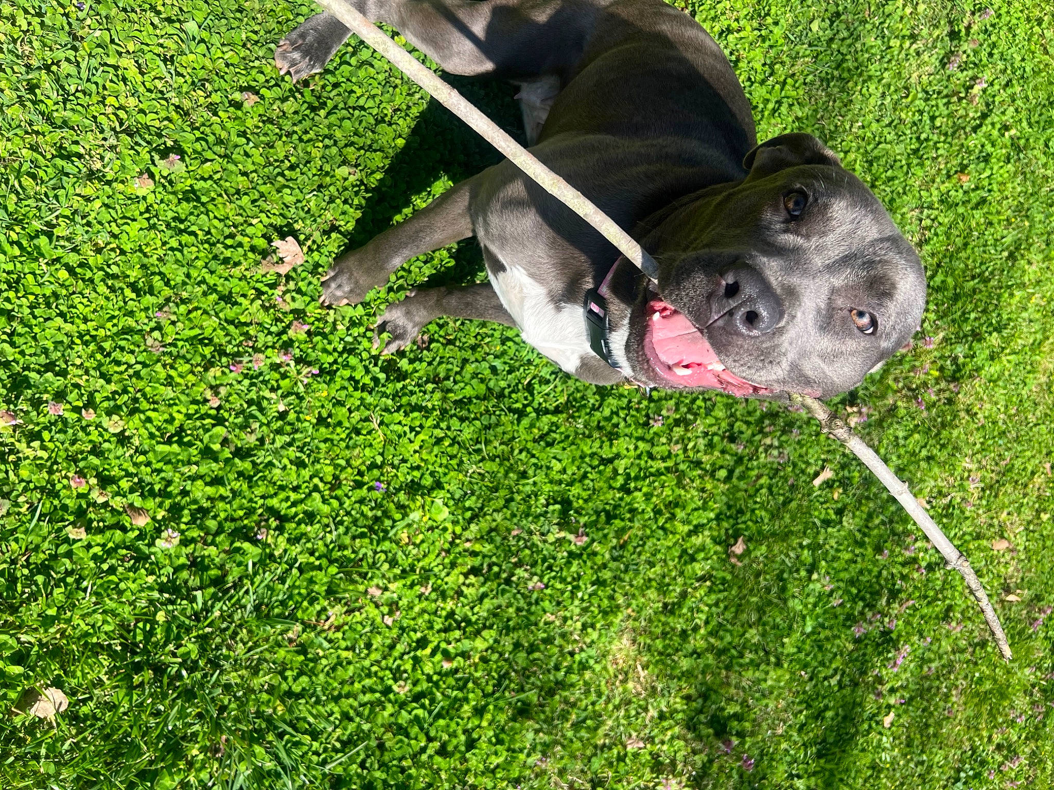 Valley is registered to the contest to win money with this photo: canidae, carnivore, collar, companion_dog, dog, dog_breed, dog_collar, garden, grass, grass_family, groundcover, hedge, herb, lawn, plant, shrub, sporting_group, tail, terrestrial_animal, working_animal