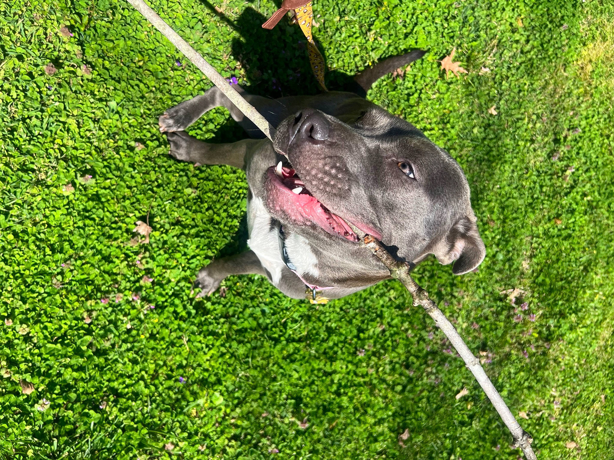 Valley is registered to the contest to win money with this photo: canidae, carnivore, collar, companion_dog, dog, dog_breed, dog_collar, fawn, grass, groundcover, leash, non_sporting_group, pet_supply, shrub, snout, sporting_group, tail, terrestrial_animal, working_animal, working_dog