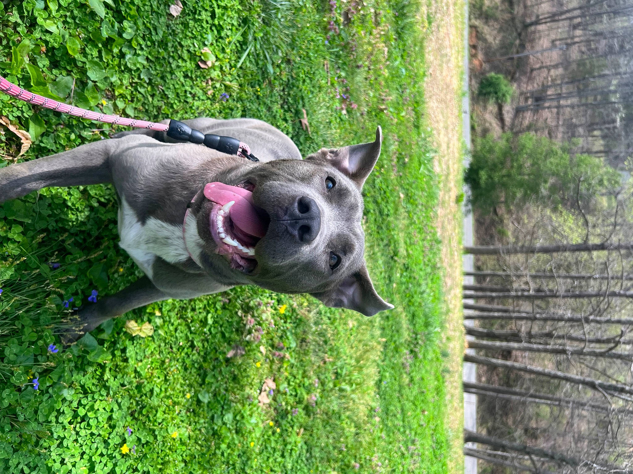 Valley is registered to the contest to win money with this photo: australian_cattle_dog, australian_stumpy_tail_cattle_dog, canidae, carnivore, collar, companion_dog, dog, dog_breed, dog_collar, dog_supply, fawn, grass, plant, snout, sporting_group, tail, tree, trunk, wood, working_animal