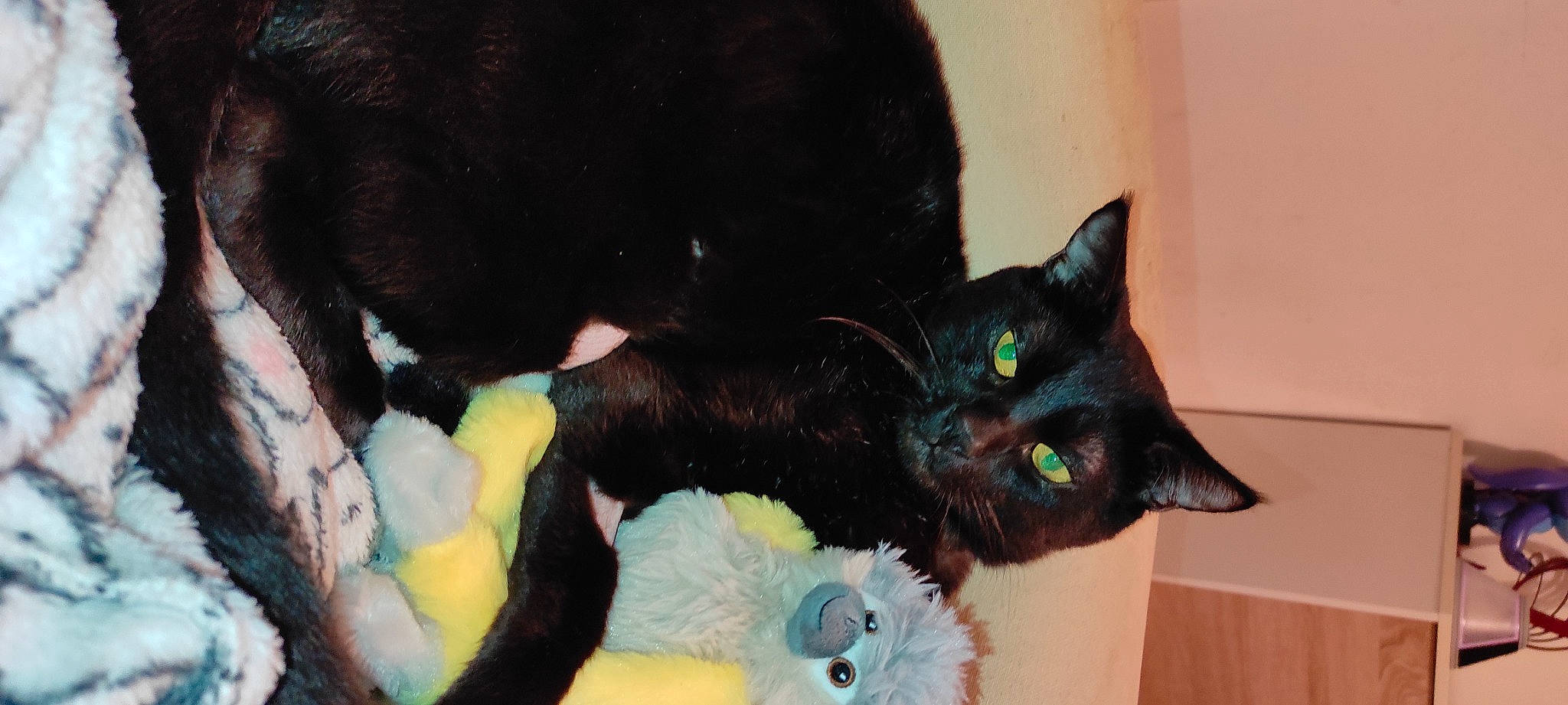 Ouistiti a rejoint le concours — aidez-le/la à gagner de superbes lots ! black_cat, bombay, carnivore, cat, cat_supply, cat_toy, claw, comfort, dog_breed, domestic_short_haired_cat, fashion_accessory, felidae, fur, mammal, plant, small_to_medium_sized_cats, tail, toy, vertebrate, whiskers