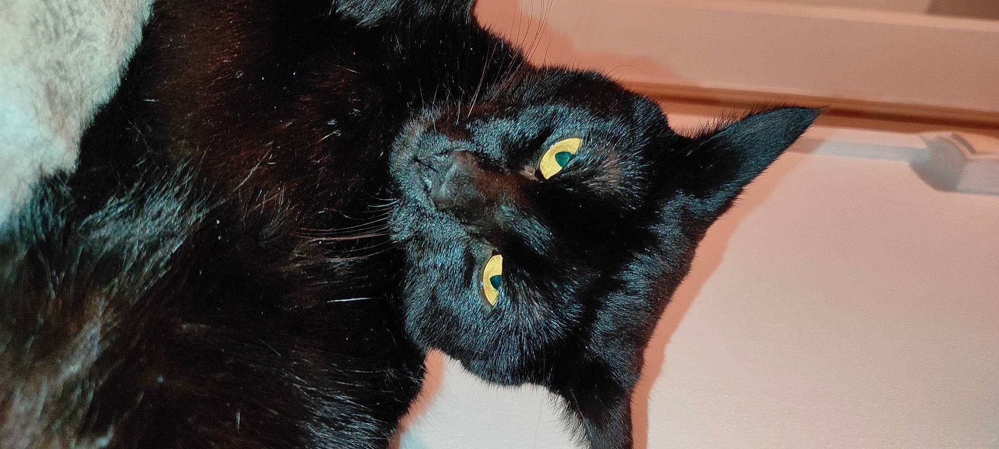 Ouistiti a rejoint le concours — aidez-le/la à gagner de superbes lots ! black_cat, bombay, carnivore, cat, claw, domestic_short_haired_cat, ear, felidae, fur, small_to_medium_sized_cats, snout, terrestrial_animal, whiskers