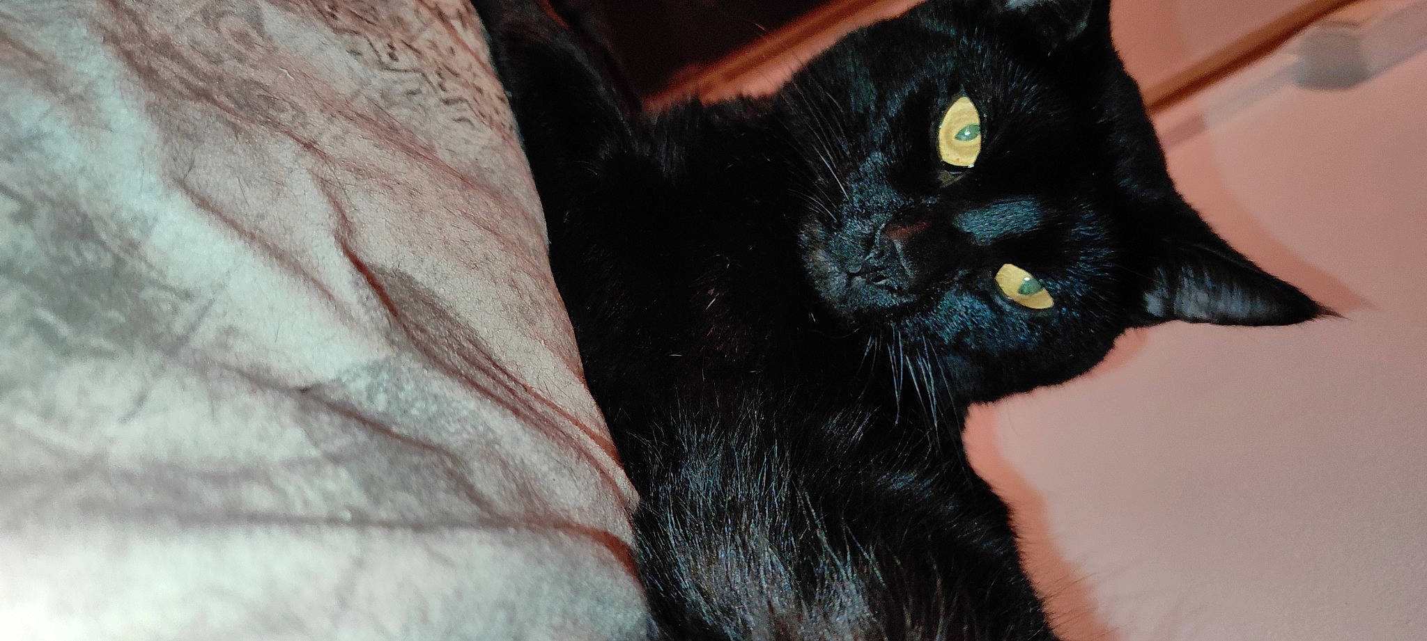 Ouistiti a rejoint le concours — aidez-le/la à gagner de superbes lots ! black_cat, bombay, carnivore, cat, claw, comfort, domestic_short_haired_cat, felidae, fur, gesture, havana_brown, small_to_medium_sized_cats, snout, terrestrial_animal, whiskers