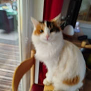 Sara a rejoint le concours — aidez-le/la à gagner de superbes lots ! animal, blurred, brown, calico, cat, chair, cozy, curtain, domestic, fluffy, furniture, home, house, indoor, pet, red, table, white, window, wood