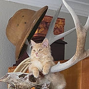 Rua joined the competition — help win amazing prizes! animal, antlers, cat, curious, cute, decor, domestic_cat, ears, fluffy, furniture, helmet, home, indoor, mammal, orange_cat, pet, relaxed, resting, whiskers, wooden_box