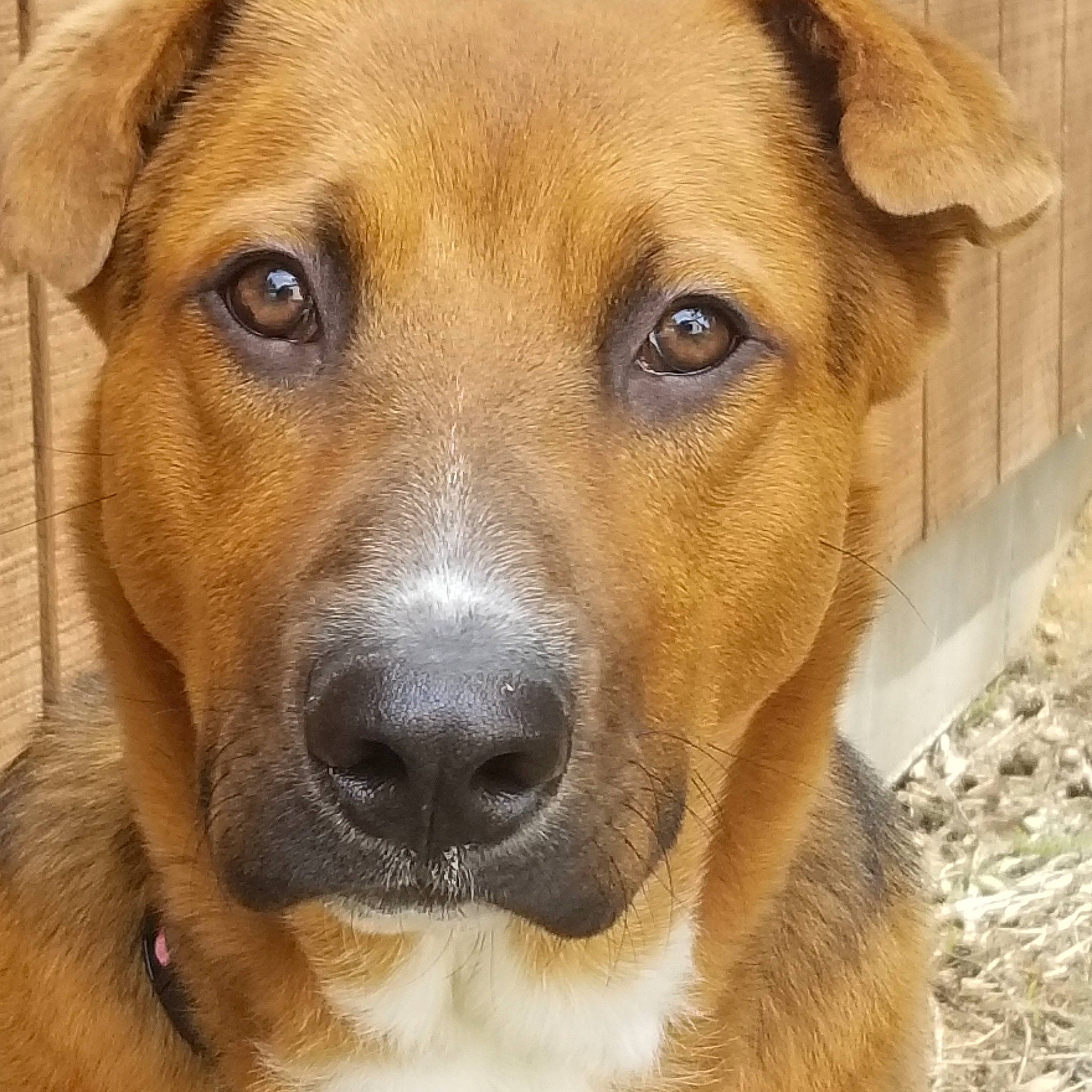 Bailey Bear is registered to the contest to win money with this photo: canidae, carnivore, collar, companion_dog, dog, dog_breed, fawn, fur, snout, sporting_group, watch, whiskers, working_dog