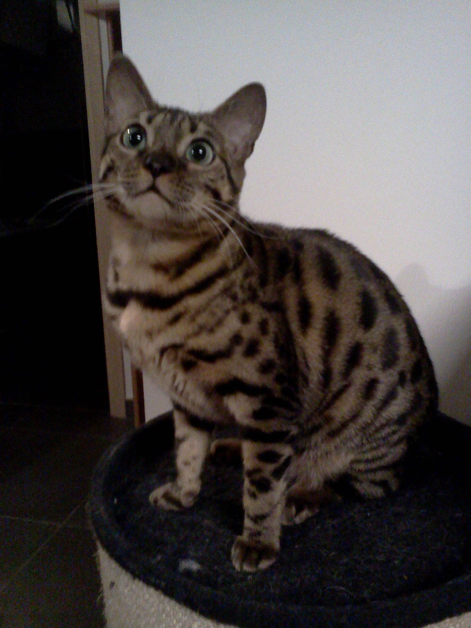 Myla participe au concours pour gagner de l'argent avec cette photo : carnivore, cat, felidae, fur, sitting, small_to_medium_sized_cats, snout, tail, terrestrial_animal, whiskers