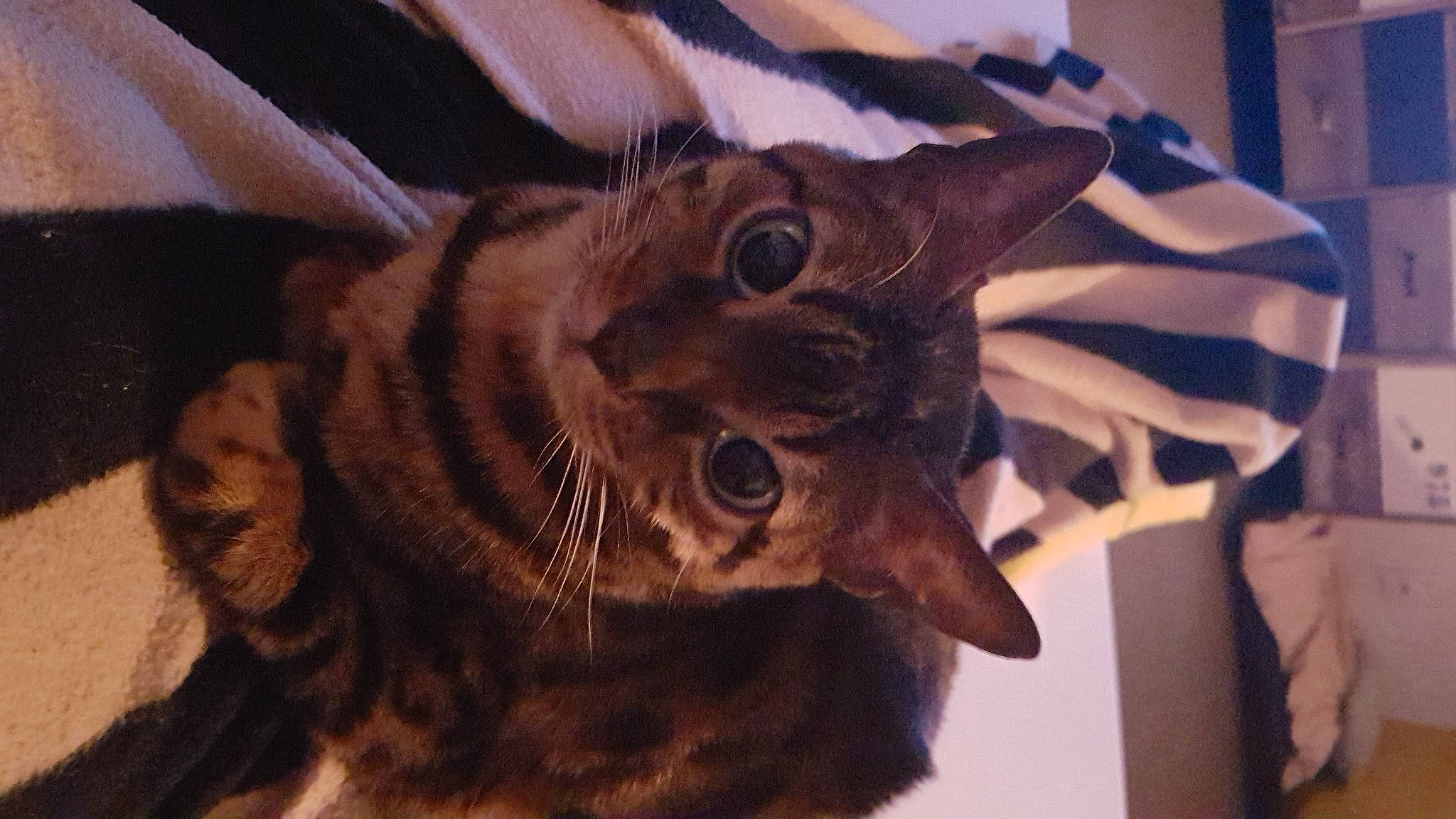 Myla a rejoint le concours — aidez-le/la à gagner de superbes lots ! carnivore, cat, claw, domestic_short_haired_cat, ear, felidae, fur, paw, small_to_medium_sized_cats, snout, tree, whiskers, window, wood