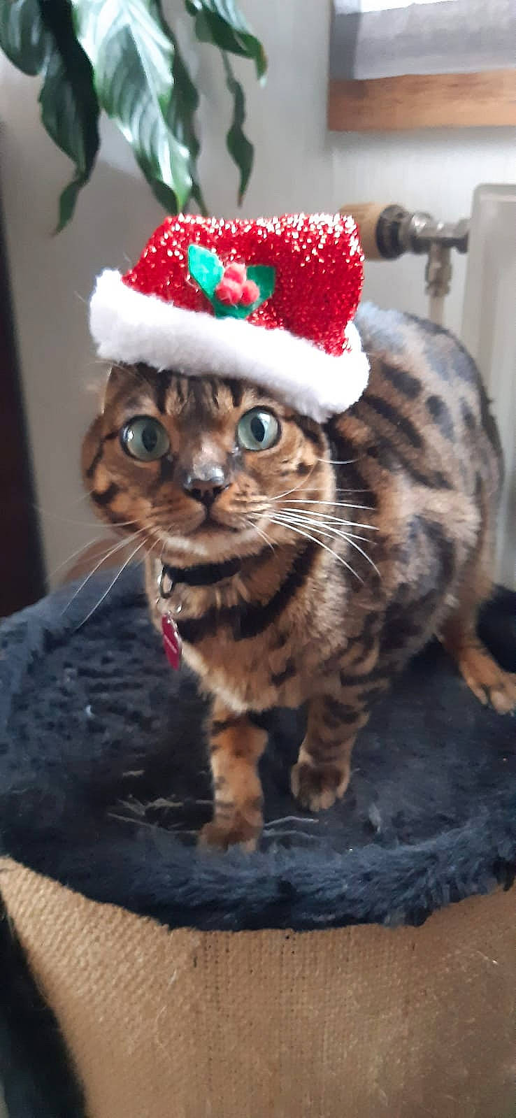 Myla participe au concours pour gagner de l'argent avec cette photo : carnivore, cat, christmas, christmas_decoration, christmas_ornament, conifer, costume_hat, domestic_short_haired_cat, event, fawn, felidae, fur, hat, holiday, ornament, paw, small_to_medium_sized_cats, tail, whiskers, winter